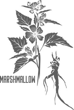 Marshmallow root and stem vector silhouette. Althaea officinalis medicinal herbal outline. Set of Marshmallow plant in Line for pharmaceuticals and cosmetology.