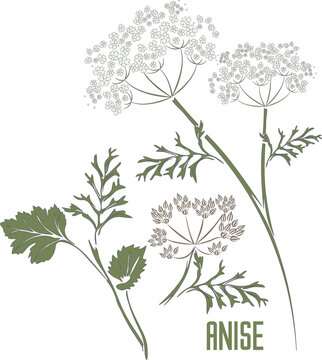 Anise stems vector silhouette. Pimpinella anisum medicinal herbal outline. Set of Anise plant wiith seeds in color for pharmaceuticals and cosmetology.