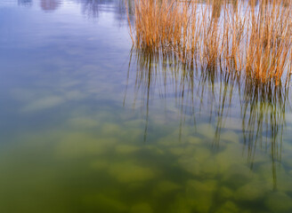 Shallow bay waters and reeds at the shores of the Chesapeake Bay in Maryland