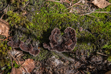 Moss on the stumps of dead trees