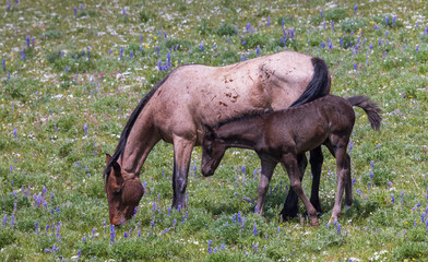 Wild Horse Mare and Foal in Summer in the Pryor Mountains Montana