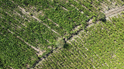 Capturing the Lush Agricultural Landscape of Azua, Dominican Republic: A Stunning Drone Image of a Thriving Plantation with Sprawling Fields of Crops, Verdant Trees and Sustainable Irrigation Practice
