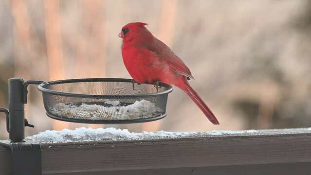 Northern Cardinal male bird at feeder.  The most popular beautiful bird . 