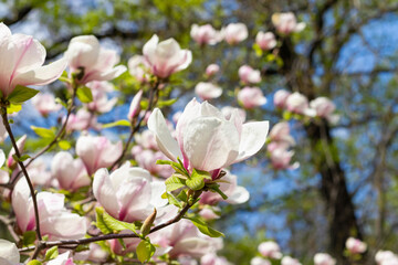 Beautiful blooming white and pink magnolia tree on spring day. Selective focus