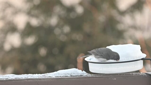 Dark Eyed Junco little bird on snow pile at a feeder