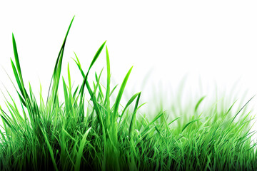 Fototapeta premium Fresh spring green grass on white background. - lush vibrant, clean, simple, minimalist, crisp, outdoors.