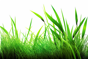 Fototapeta premium Fresh spring green grass on white background. - lush vibrant, clean, simple, minimalist, crisp, outdoors.