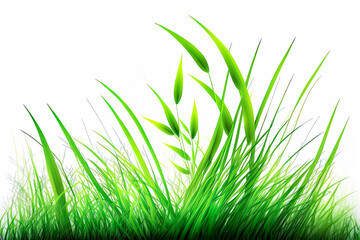 Fresh spring green grass on white background. - lush vibrant, clean, simple, minimalist, crisp, outdoors.