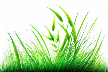 Obraz premium Fresh spring green grass on white background. - lush vibrant, clean, simple, minimalist, crisp, outdoors.
