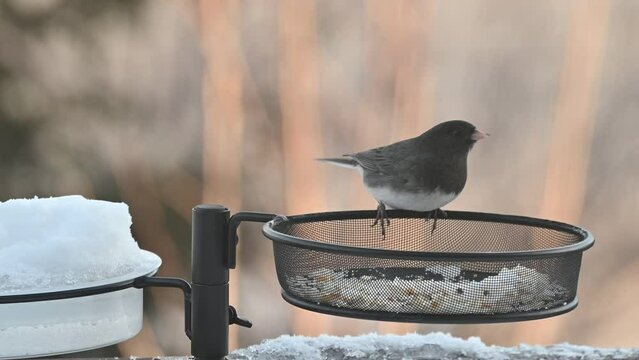 Dark eyed Junco birds at feeder