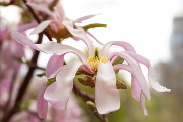 Beautiful blooming pink and white star magnolia tree on spring day. Magnolia stellata flower. Flowering tree in garden