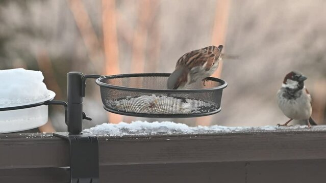 House sparrows at feeder on a beautiful sunny morning day.