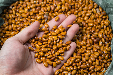 The hand takes beans from the bag. bean seeds