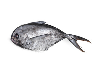 Something fishy this way comes. High angle studio shot of a whole fish isolated on white.
