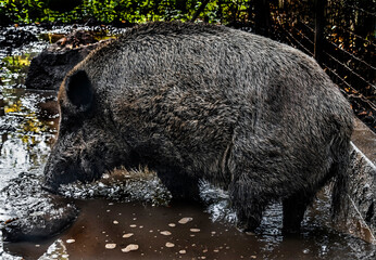 Wild boar in the slush. Latin name - Sus scrofa	