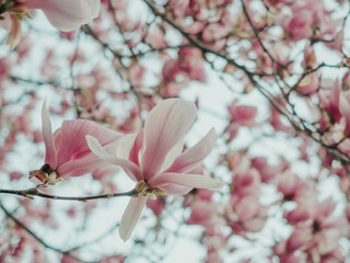 Blooming magnolia. Large pink with a hint of purple flowers on a magnolia tree in early spring....