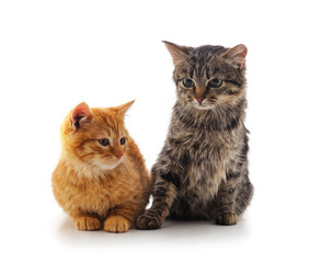 Two little different kittens sitting.