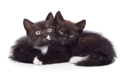 Two little black kittens sitting.