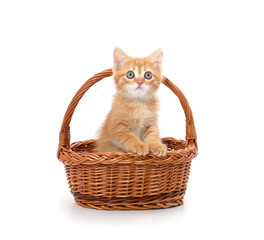 Fototapeta na wymiar Little red kitten in the basket.