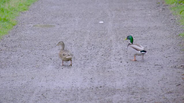 coppia di germani reali che vanno a spasso