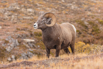 Bighorn sheep (Ovis canadensis): ram grazingin light snow shower on an alpine meadow high in the...