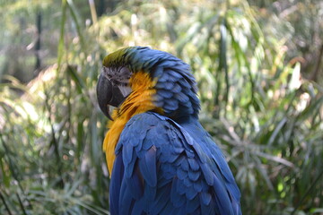 blue macaw eyes closed