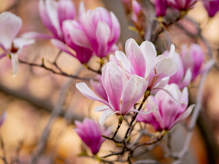 Blooming magnolia. Large pink with a hint of purple flowers on a magnolia tree in early spring. Beautiful magnolia spring blossoms on the street. Rovinj, Istria, Croatia - March 12, 2023