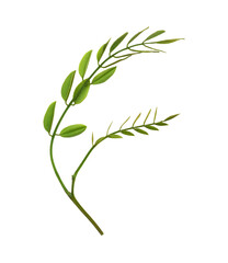 Obraz premium Closeup of acacia fresh small leaves isolated on white or transparent background
