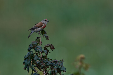Bluthänfling Männchen im Sommer