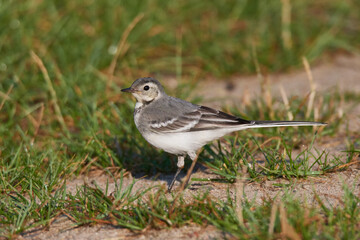 Juvenile Bachstelze an einem Fluss in Brandenburg	