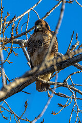 Perching Red-tailed Hawk (Buteo jamaicensis)