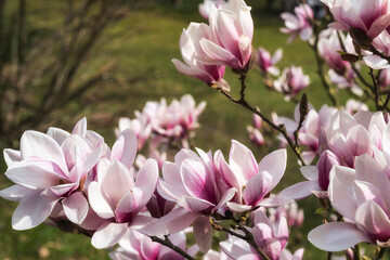 Close-up of magnolia blossoms in the spa gardens of Wiesbaden/Germany