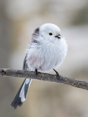 Long-tailed tit sits on a branch