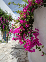 Tinos island Greece. Cycladic architecture at Pyrgos village. Paved alley, pink bougainvillea