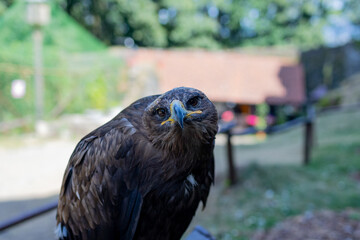 portrait of a falcon