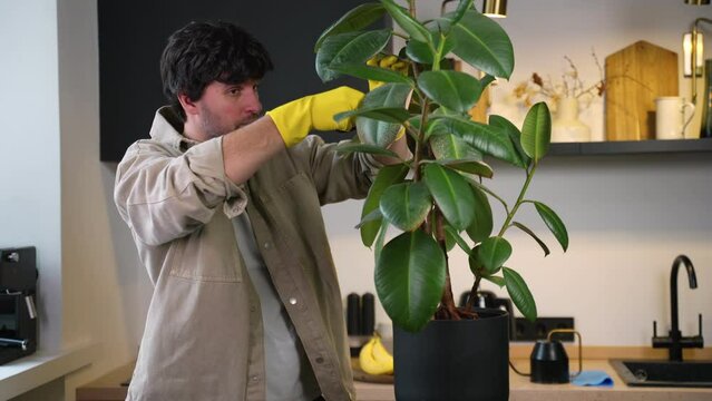 Man cuts sick leaves from a home plant with scissors.