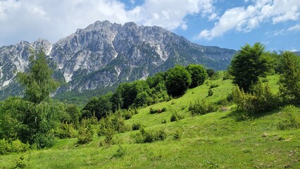 Lush green hillside with a mountain in the background