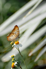 Peacock Butterfly