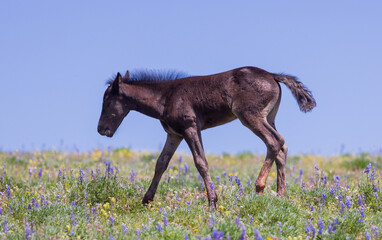 Cute Wild Horse Foal in Summer in the Pryor Mountains Montana