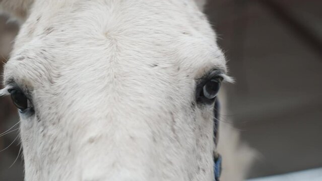 A white horse in the bridle, with different eye color, looks at me, close-up