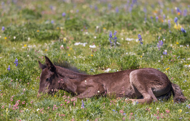 Cute Wild Horse Foal in Summer in the Pryor Mountains Montana