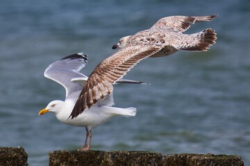 seagull on the beach