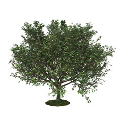 3D render of a tree cut out isolated over a transparent background 3d rendering png file