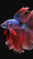 Fototapeta premium Beautiful fish, elegance, colors, gorges, bright colors, under the sea, sea world, ocean, beauty of nature