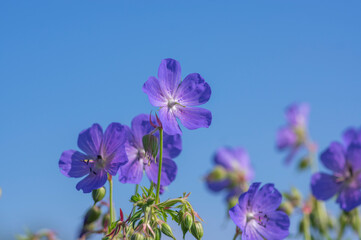 Fototapeta na wymiar Geranium pratense blue purple meadow flowering plant, group of wild petal flowers in bloom