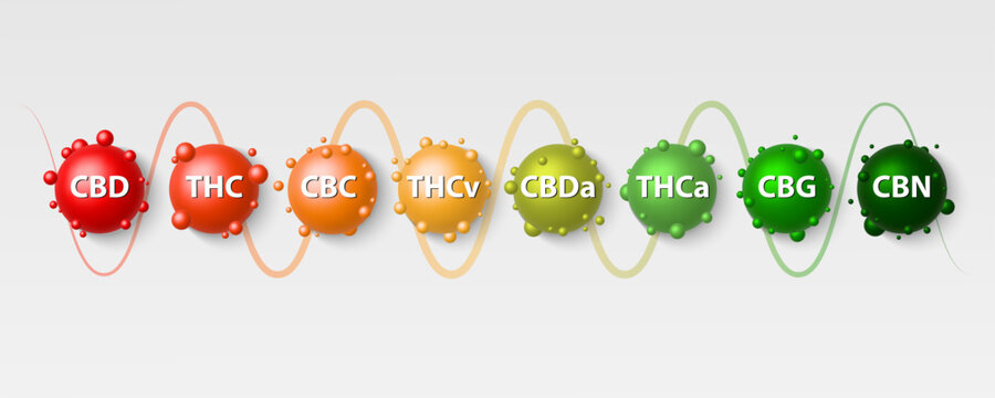 Cannabinoid Guide infographic chart. show main compound cannabinoid from cannabis, hemp, marijuana or marihuana leaves bubble frame. initials,cbd,thc,thca,cbg,cbn,cbc,thcv,cbda.