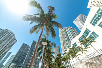 Fototapeta na wymiar Palm trees and skyscrapers in downtown Miami
