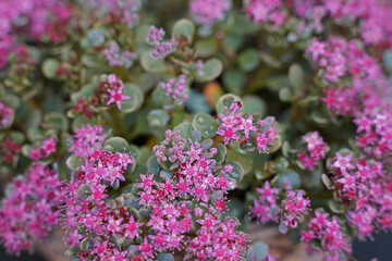gorgeous flower blooming in nature