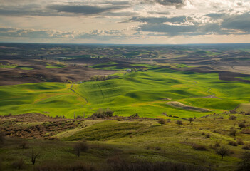 The Wheat fields of the Palouse