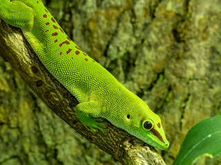 Fototapeta premium PFAUENAUGEN-TAGGECKO